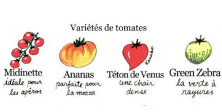 Le collectionneur de tomates anciennes