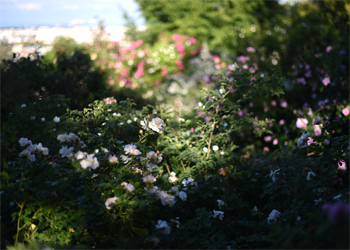 Le jardin le plus parfumé de Lyon