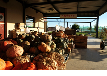 Cueillir des fleurs et des légumes en pleins champs